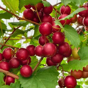 Sugraone Muscat Grape Vine Live Plant – Sweet Aromatic Table Grapes for Home Garden, Easy to Grow Climbing Fruit Vine for Backyard Trellis, Patio & Small Spaces