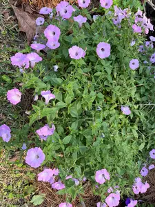 Pink PetuniaHanging Basket