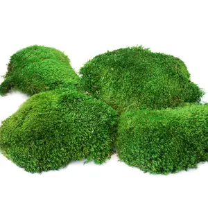 SuperMoss Preserved Mood Moss, Fresh Green | Ideal for Terrariums, Floral Arrangements, Indoor Plants, and Green Decor