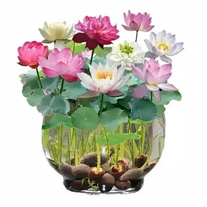 20 PCS Mini Lotus Seeds – Sacred Bowl Lotus, Fast-Germinating Aquatic Blooms for Indoor Pots, Ponds & Peaceful Garden Décor
