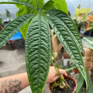 Anthurium Croatii Corrugado