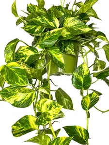 6" New Variety Pothos "Patricio", Extra Golden Color, Low Light Live Houseplant, Indoor Plant