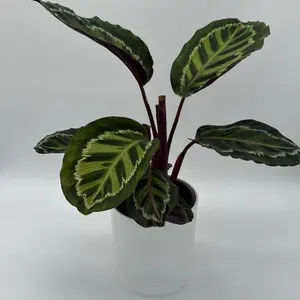 Calathea peacock 6” pot  Pet Safe plant, Unique Leaves, Indoor Home Decoration, Indoor Light