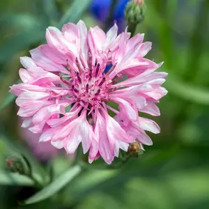 Tall Pink Bachelor Button Cornflower Seeds (Centaurea cyanus) Elegant, soft pink blooms on tall stems. Adds a romantic touch to wildflower mixes and cut flower arrangements.