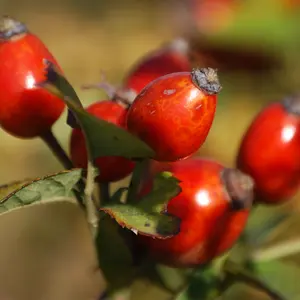 Rosehips