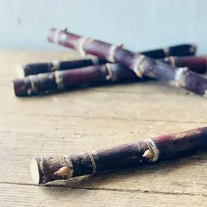 Fresh Purple Sugarcane Stalk 10 Inch Length with Multiple Growth Nodes Natural Raw Cane for Growing or Eating by Greenhouse PCA