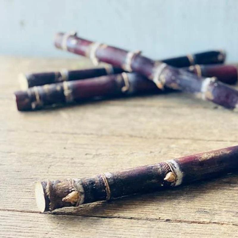 Fresh Purple Sugarcane Stalk 10 Inch Length with Multiple Growth Nodes Natural Raw Cane for Growing or Eating by Greenhouse PCA
