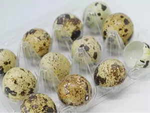 Discover the Magic of Quail Egg Shells – Now Available for Sale! 36 Count