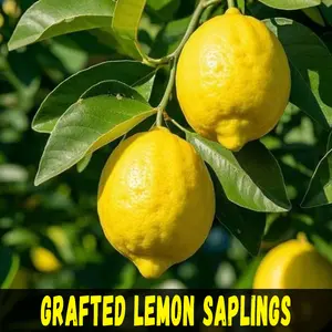 Grafted Lemon Bare Root Saplings, Fast Bearing Edible Yellow Lemon Tree Seedlings, Cold Hardy Fruit Plant For Patio, Backyard, Home Garden Planting, Easy To Grow Bare Root Lemon Sapling