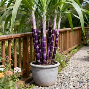 200+ sugarcane seeds, sharing pack, high-sucrose hybrid variety, sweet fruit, easy to grow. High-sucrose hybrid variety, easy to grow, sweet fruit, suitable for home gardening.