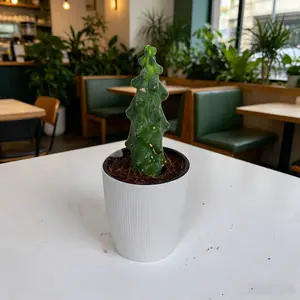 Trending Hot Live Blue Myrtle Cactus Myrtillocactus Geometrizans Smooth Blue Stem Tree Shape For Living Room Landscape Decor