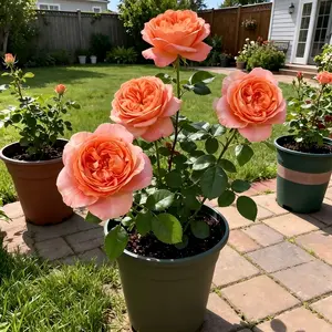 Peach orange rose seedlings, high-quality gardening seedlings, easy to survive, suitable for courtyard balconies and courtyards