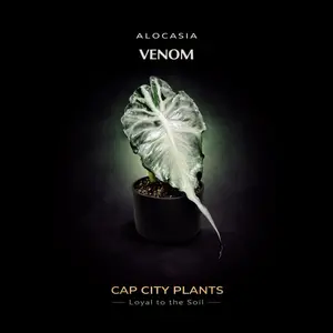 Alocasia Venom Tissue Culture