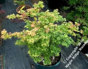 Acer palmatum 'Coonara pygmy' Dwarf Japanese Maple