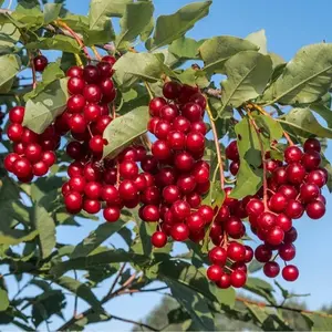 Chokecherry Seeds for Planting - 30 Seeds - Great for Jam or Syrup (Edible, Fall Color, Hardy)