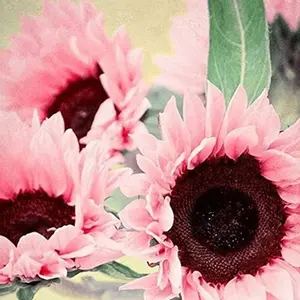 50 Non-GMO Pink Sunflower Seeds | Grow Beautiful, Easy-to-Care-For Flowers | Great for Gardeners