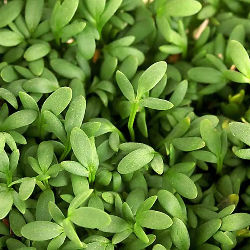 Pepper Cress Organic Seeds (Lepidium sativum) – Fast-growing, spicy cress with a peppery bite, perfect for microgreens, salads, and garnishing savory dishes.