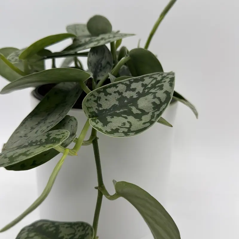 Scindapsus Silver Lady 6” Pot Rare Collector Plant with Silvery-Green Leaves Easy Care Indoor Air-Purifying Tropical Houseplant