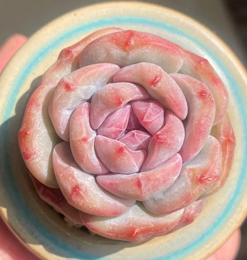 10 Rare succulent seeds, Echeveria Japanese Hosikage X Monroe seeds