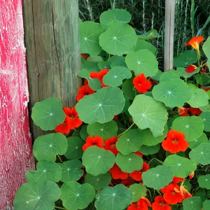 Cherry Rose Nasturtium Seeds (Tropaeolum majus) Edible red-pink blooms with peppery leaves. Great for borders, containers, and salads. Easy to grow.