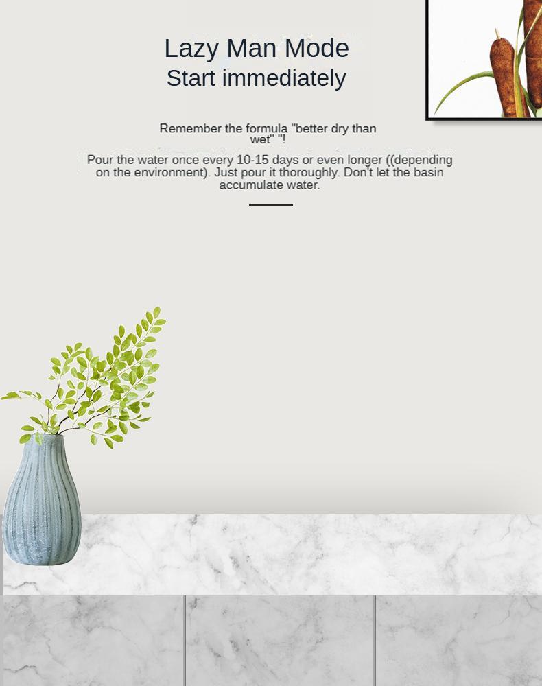 9” Rare Indoor Aeonium new varieties Succulent live Plants Collection For gift 9” Rare Indoor Aeonium new varieties Succulent live Plants Collection For gift