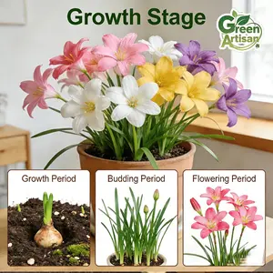 Rain lily bulb, novice-friendly