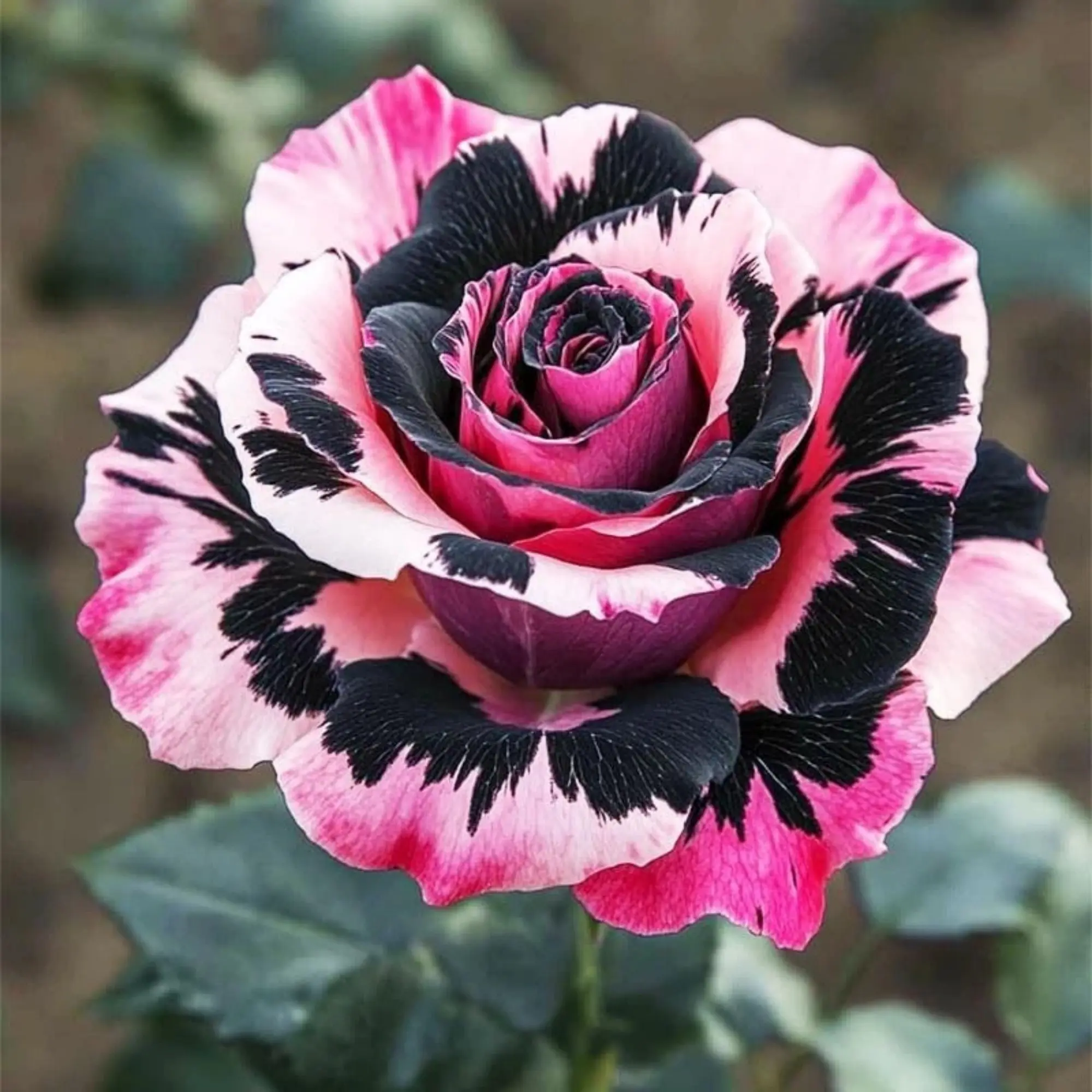 Mix Rose Seeds - Open Pollinated Non-GMO Seeds for Planting Outdoors, Flower Bush & Perennial Shrub, 90% Germination Rate great gardening gift summervibes