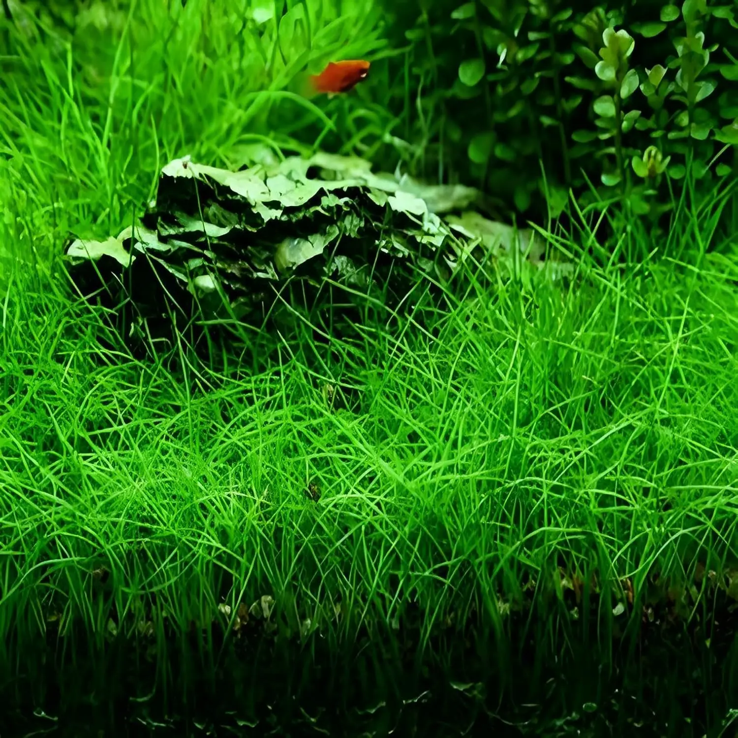 Hairgrass Aquarium Seeds Aquatic Plant Pack - 5000 Pcs, 10G Easily-Growing  Mini Aquatic Plants, Aquarium Decor for Guppy Fish Tanks, Home Garden  Supplies - TikTok Shop