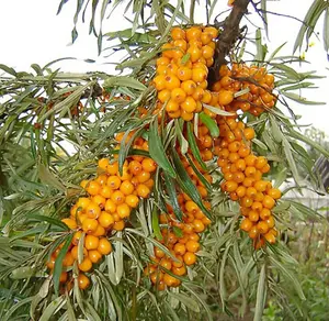 30 Sea Buckthorn Seeds, Hippophae Rhamnoides Seeds, Shrub Seeds