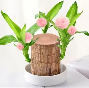Brazilian Lucky Wood Plant Set Natural Fortune Yellow Flowers in White Pot for Office Desks & Bedrooms Decor