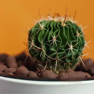 Live Stenocactus Multicostatus Plant - Brain Cactus Plant - Wave Cactus Plant - 3 Inch Pot