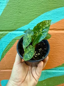 4" Alocasia ‘Shattered Glass'