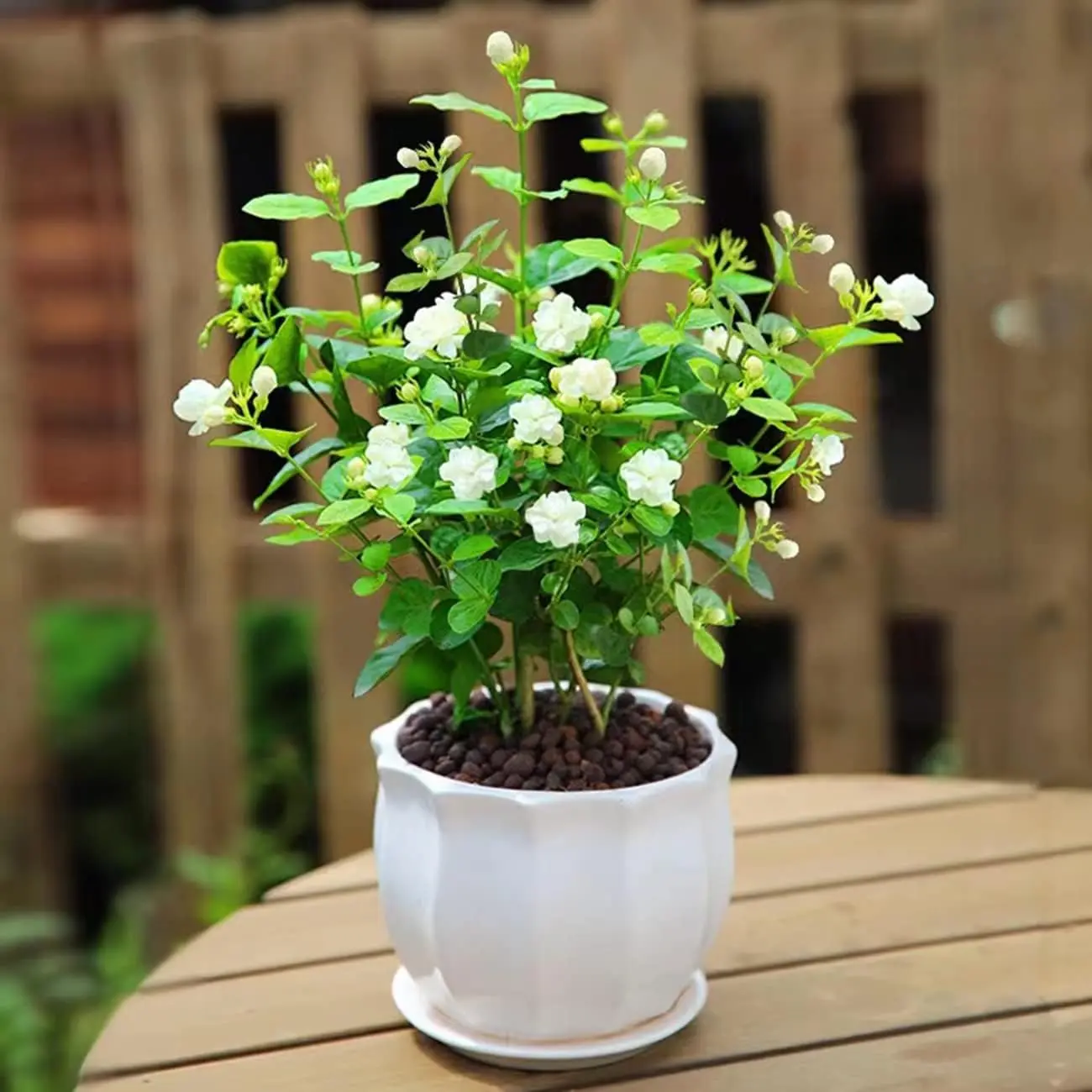 100+ pcs Jasmine Seeds for Planting, Non-GMO Heirloom, 90