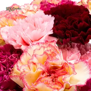 Chabaud Clove Carnation Seed | 100 seeds