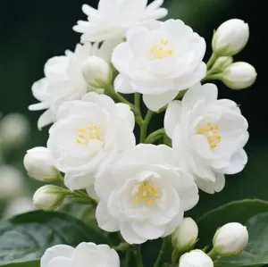 30pcs jasmine seeds for growing aromatic flower seeds with pleasant fragrance for home gardens Ideal for Garden Ornament & Outdoor Landscapes