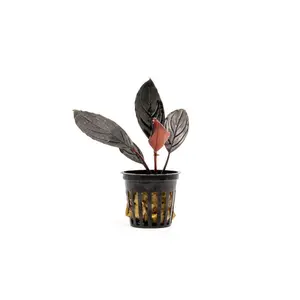 Bucephalandra Dark Skeleton King