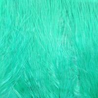 Whitlock's Turquoise