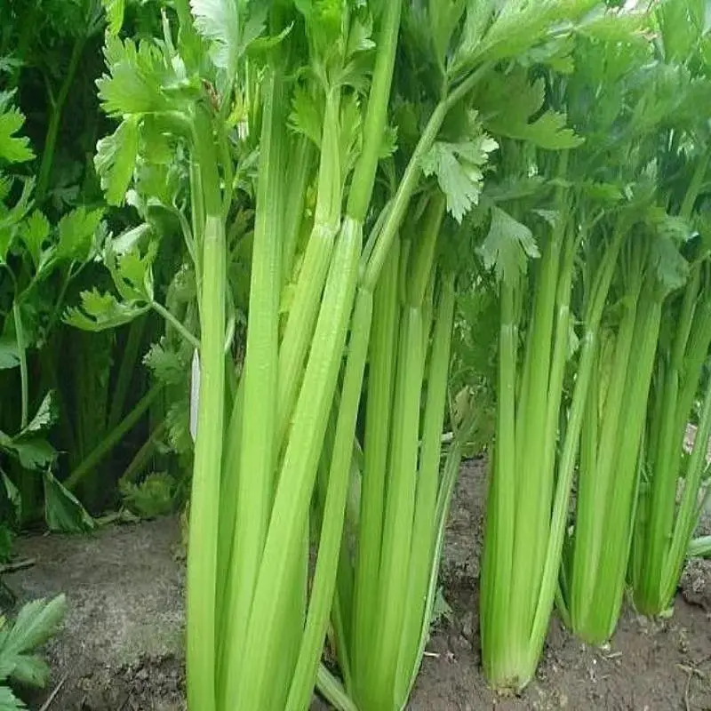Premium Four-Season Celery Seeds – High-Yield, Drought-Tolerant Oriental Celery Seed Varieties with Large Size, Tender & Crisp Texture for Year-Round Harvest