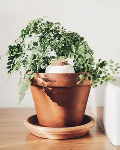 Olla Self-watering pot