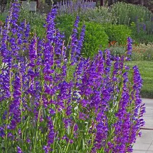 PENSTEMON SEED - Rocky Mountain Seed for Growing Plants