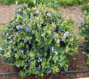 Top Hat Dwarf Blueberry ( Vaccinium )