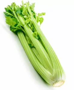2000+Celery Seeds Tall Utah Celery Seeds Heirloom Crisp Tender Texture Fresh USA