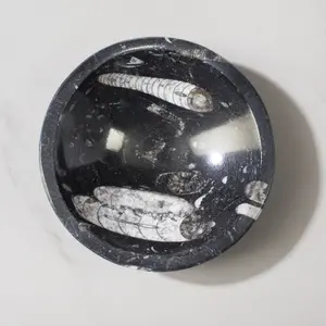 Natural Ammonite & Orthoceras Bowl from Morocco - 5"