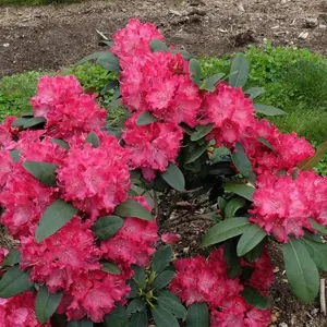 Holden's Red Rhododendron