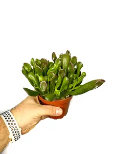 4" Shrek's Ears Succulent, Crassula Ovata Gollum, Blooming Succulent Live Plant, Indoor/Outdoor Plant