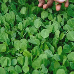 Fenugreek Seeds - Organic, Heirloom, Open Pollinated, Non GMO - Grow Indoors, Outdoors, In Pots, Grow Beds, Soil, Hydroponics & Aquaponics