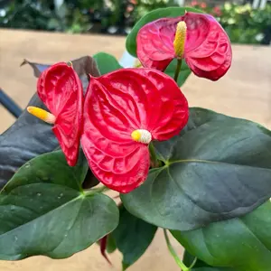 New - Anthurium Coral Champrion Red - 4 Inch