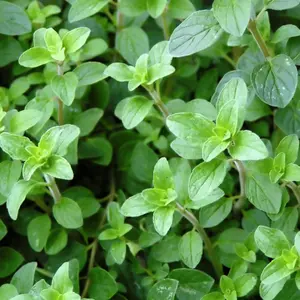 100 Oregano Seeds great for small spaces