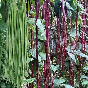 100+ Seeds Snake Oriental Yard Long Asparagus Pole Bean Seeds for Planting Red and Green Noodle Beans Delicious Vegetable Seeds 50 Pcs for 2 Pack Easy to Grow with Plenty of Sunshine & Warm Weather
