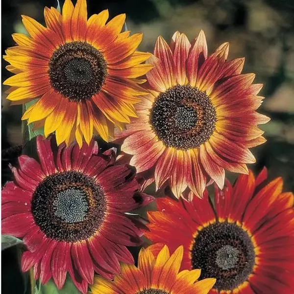 TomorrowSeeds - Evening Sun Sunflower Seeds -  Helianthus Anuus Bicolor Red Orange Yellow Sun Flower Seed USA Garden Flowers For 2024 Season